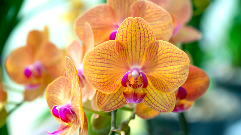 Yellow and magenta orchids