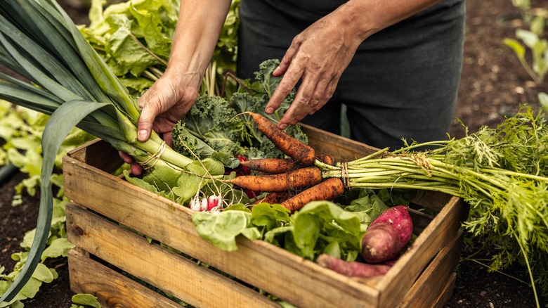 vegetable harvest