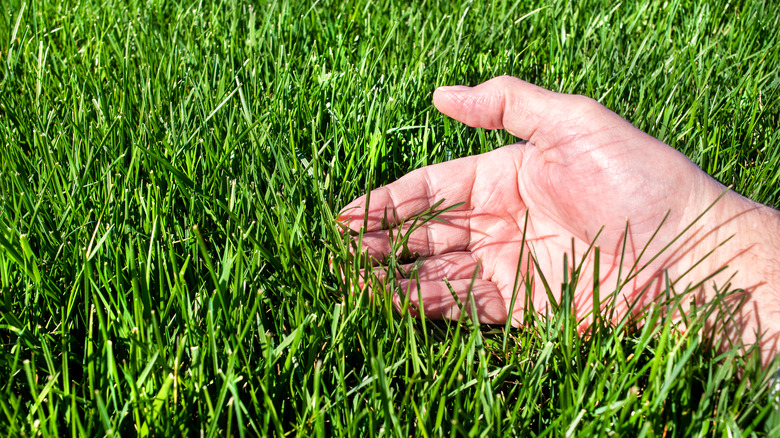 Person touching lawn