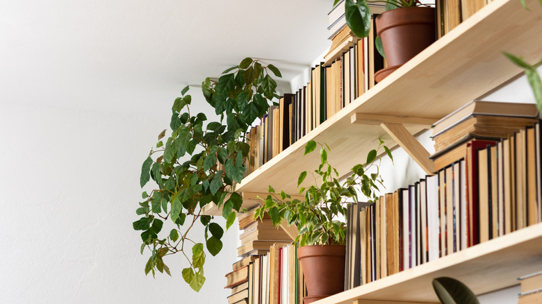 dust jacket free books on shelves