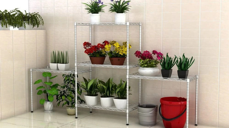 Karl Home shelves with plants stored