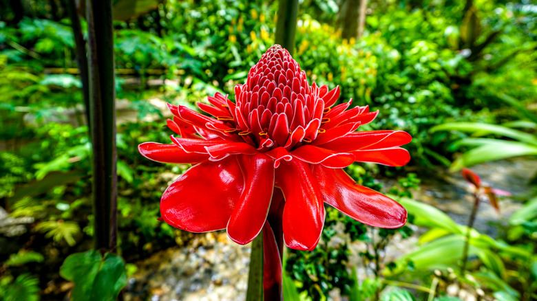 Torch ginger flower