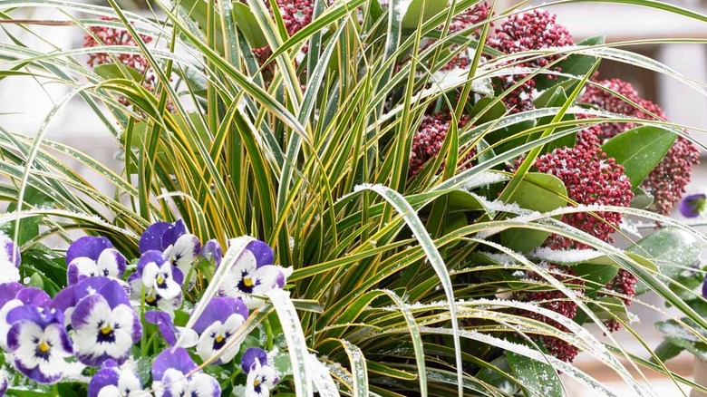 Carex Evercolor 'Everglow' growing alongside flowers