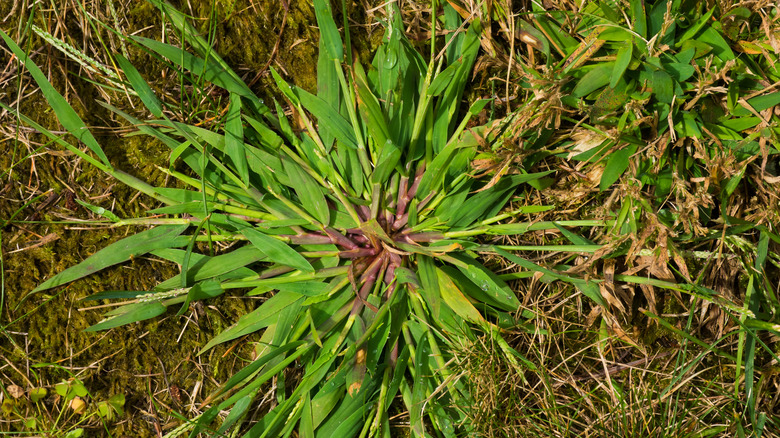 Close up of shot of crabgrass growing in a garden