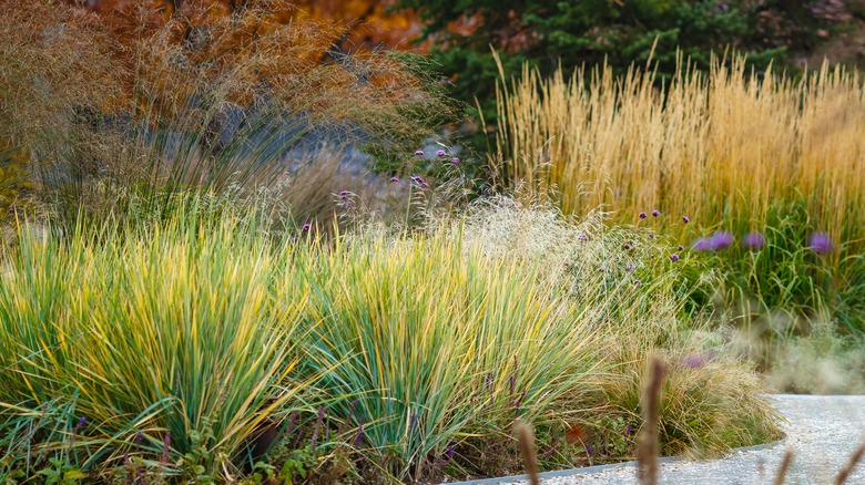 a variety of ornamental grasses