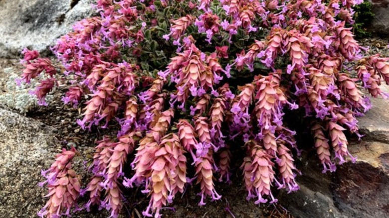 Close-up light purple amethyst falls oregano blooms and leaves