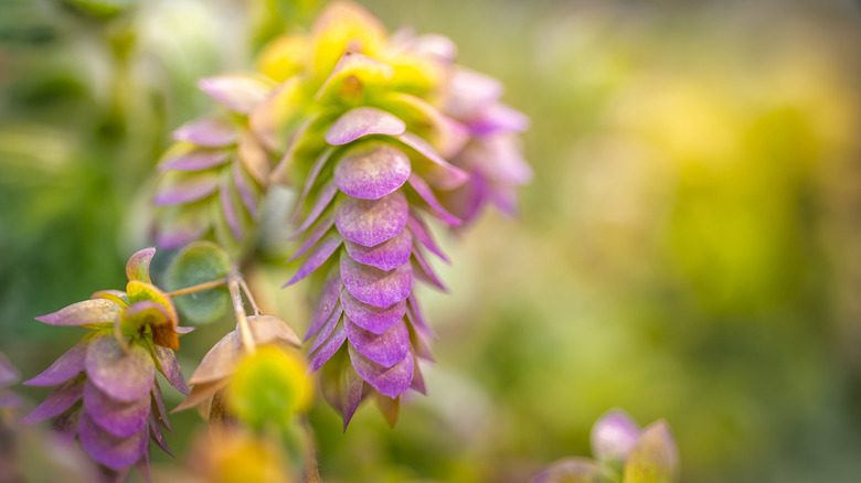 Close up of two pink leaved stems of 'Dittany of Crete'