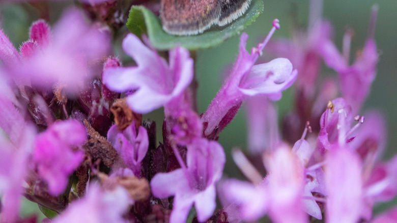Butterfly getting nectar from pink 'Herrenhausen' oregano flowers