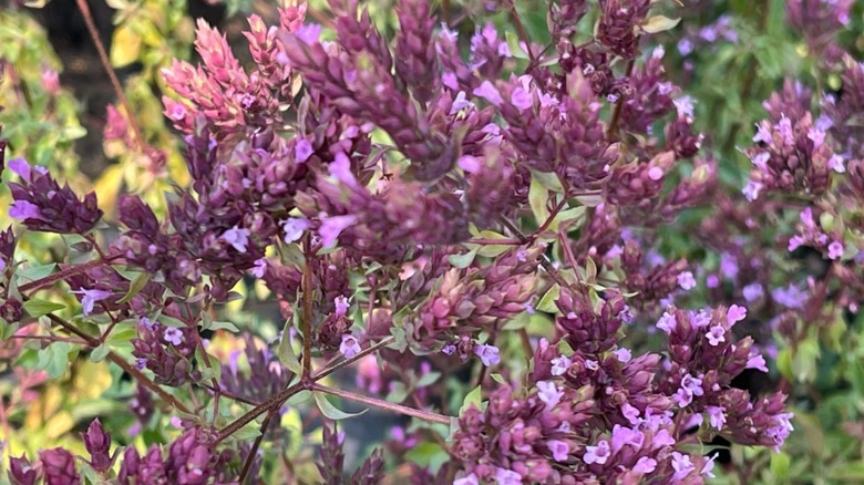 Purple branches of 'Hopeley's Purple' oregano with small pink flowers