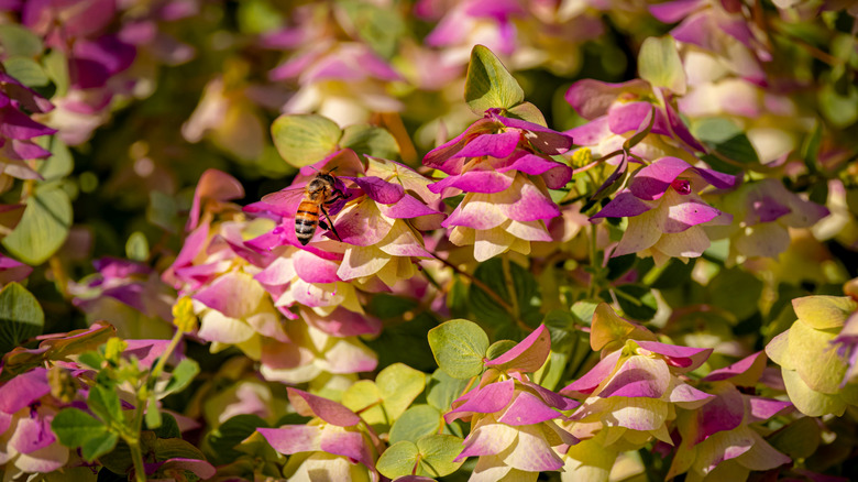 A bee on ornamental oregano leaves