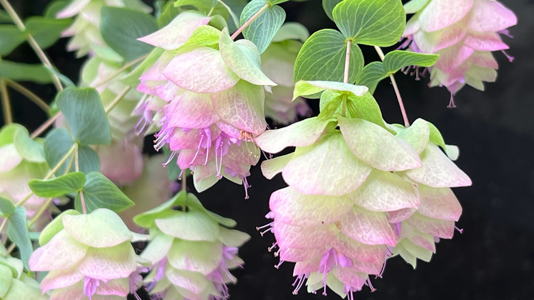 Close up of pink and green flowering tips of a 'Kent Beauty' oregano plant