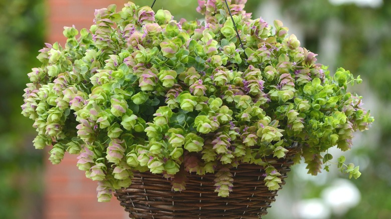 Close up of 'Kirigami' oregano blooms