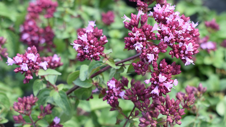 Light pink blooms and dark pink buds of 'Rosenkuppel' oregano