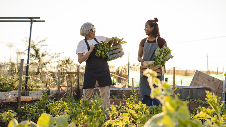 Two women gather produce from a vegetable garden.