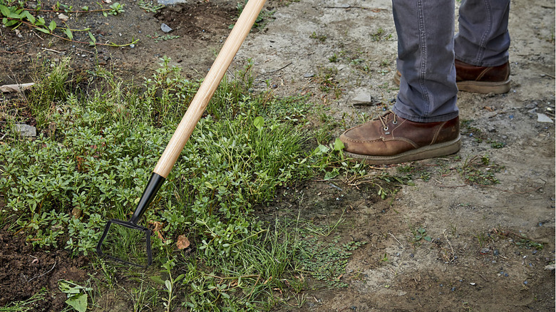 A person using an oscillating hoe to remove small, low-lying weeds in a garden bed.