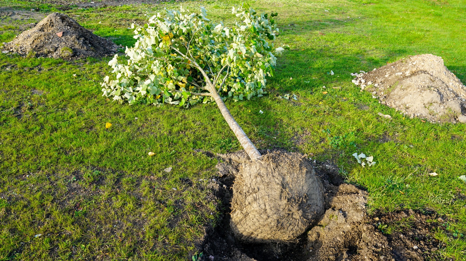 Our Best Tips For Digging The Perfect Planting Hole For Your New Tree