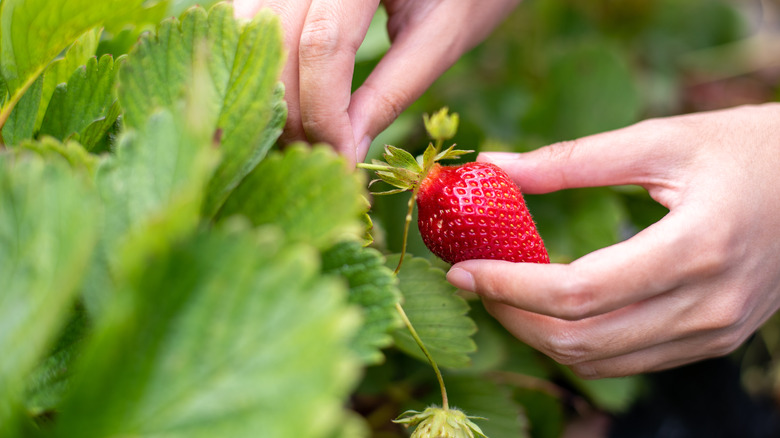 Strawberry plant being harvested