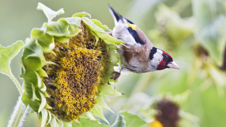 finch bird on sunflower