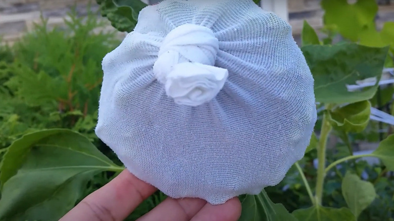 Stocking-covered sunflower
