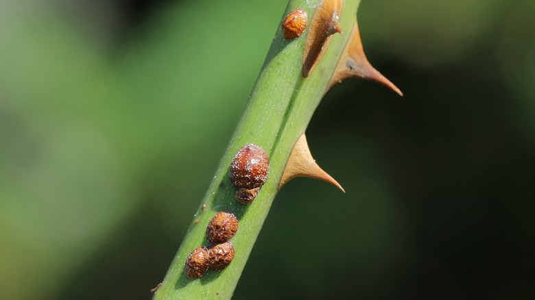 scale insects on a rose stem