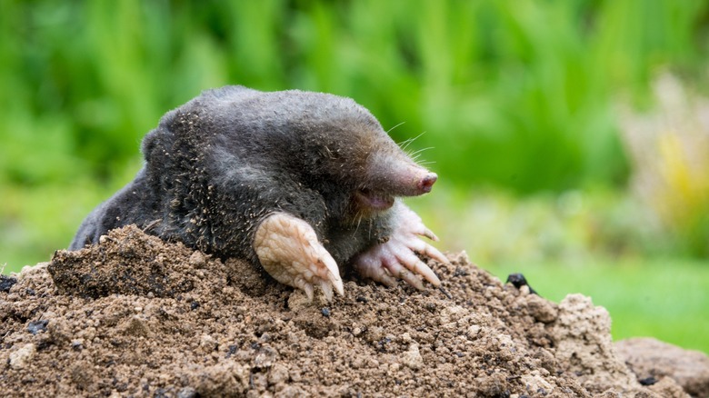 mole peeping out of hole 