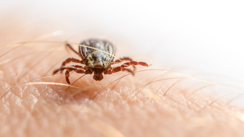 tick on a person's arm