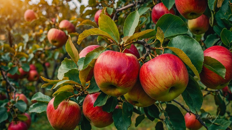 Ripe apples on a tree on a sunny day.