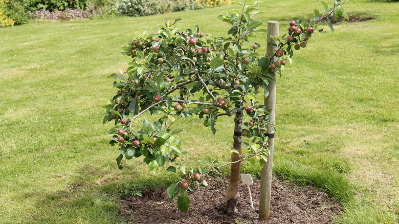 Dwarf apple tree in yard, attached to support.