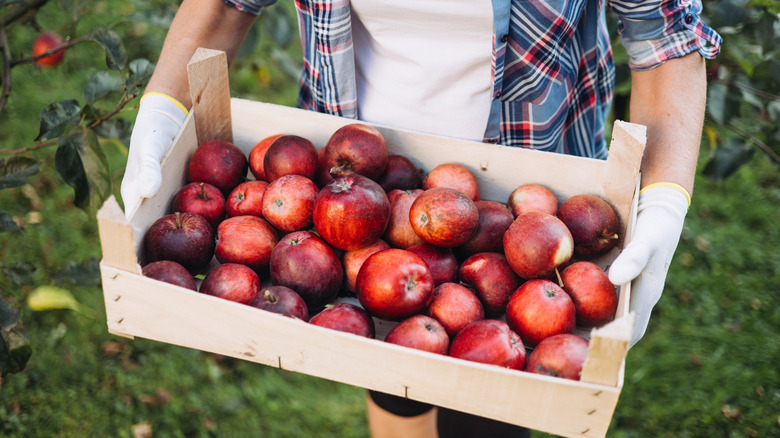Person holding box full of red apples.