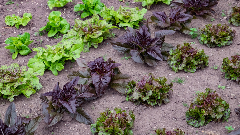 colorful lettuces in garden