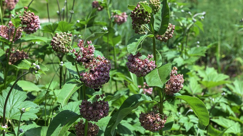 Milkweed in garden