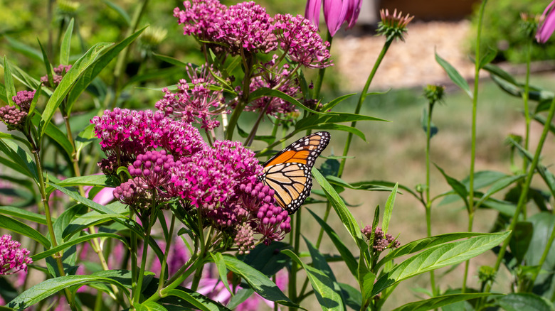 Rose milkweed and butterfly