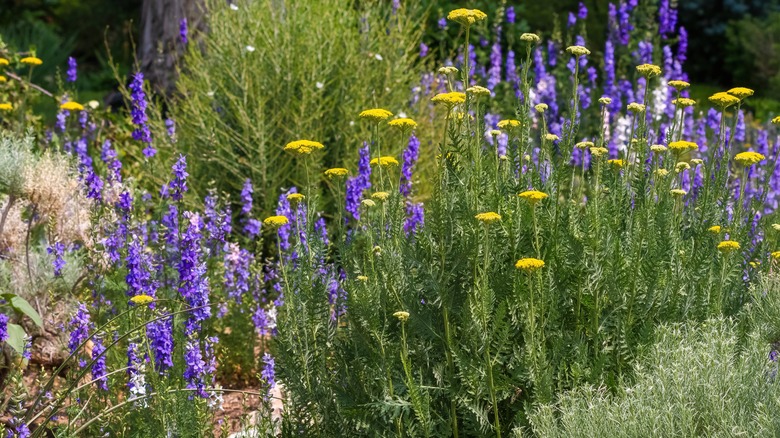 Wild yellow and purple flowers