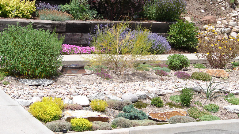 Xeriscape garden with stones