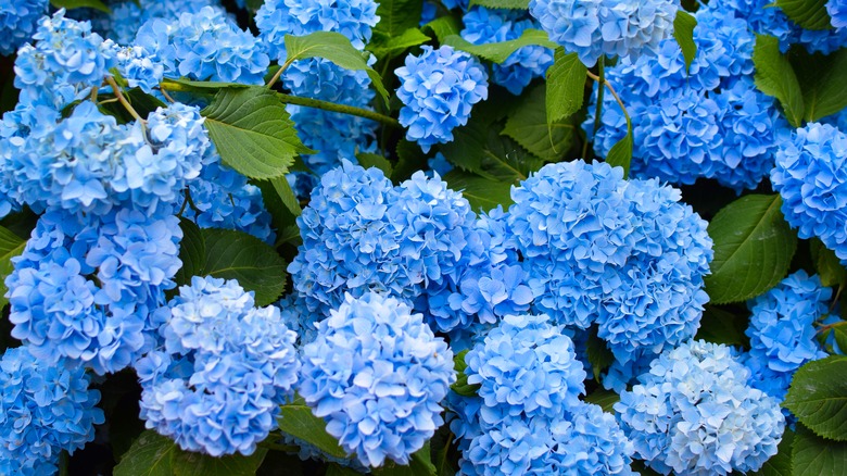 A mature hydrangea bush