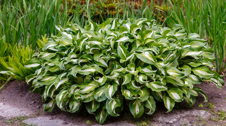 Hosta growing in garden