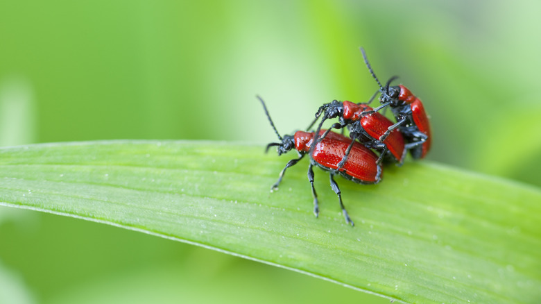 scarlet lily beetles on leaf