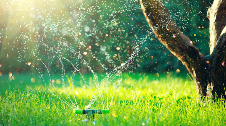 sprinkler head spraying water