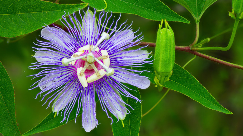 passionflower in bloom