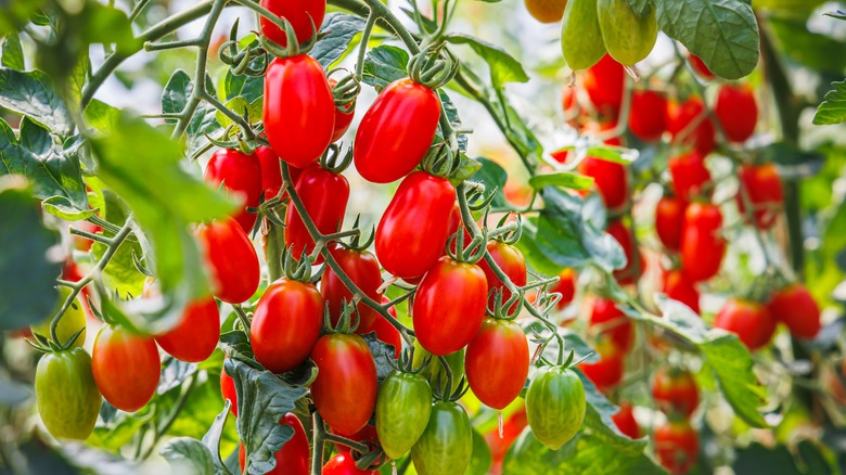 grape tomatoes on the vine