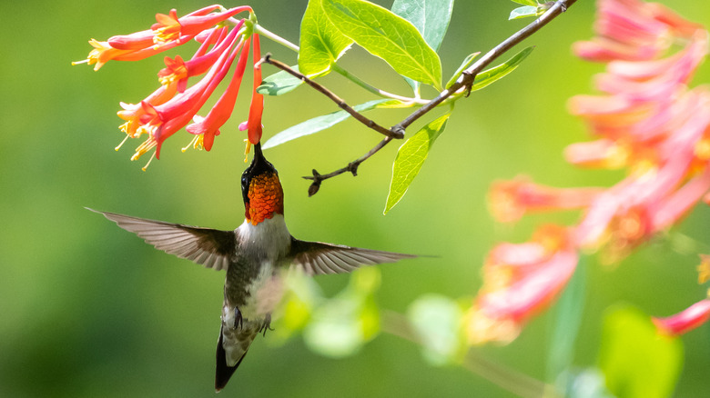 Hummingbird feeding on coral honeysuckle