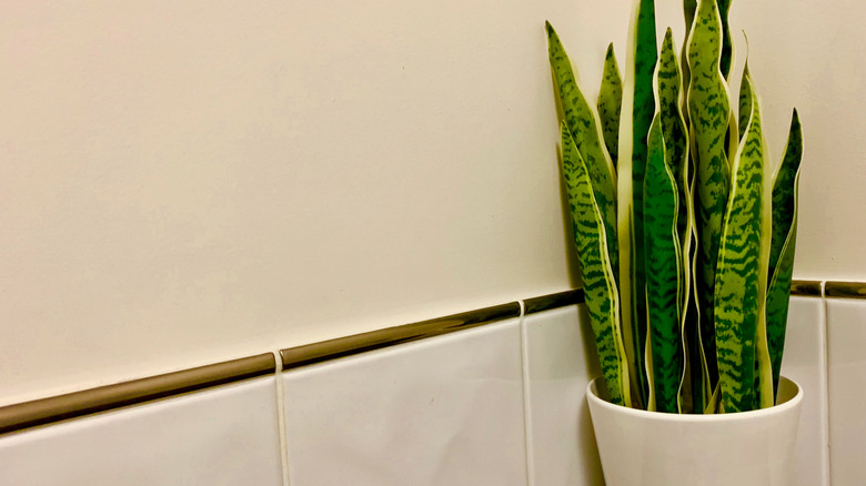 Snake plant in the corner of a tiled bathroom