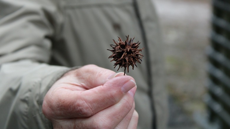 sweetgum trees in a neighborhood