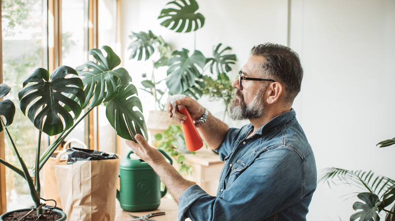 man caring for houseplants
