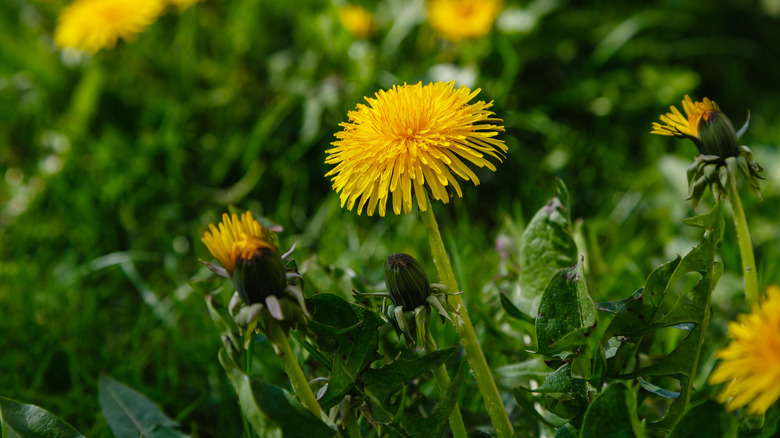 blooming dandelions with foliage