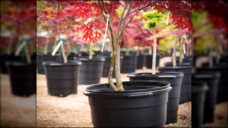 japanese maple trees in planters