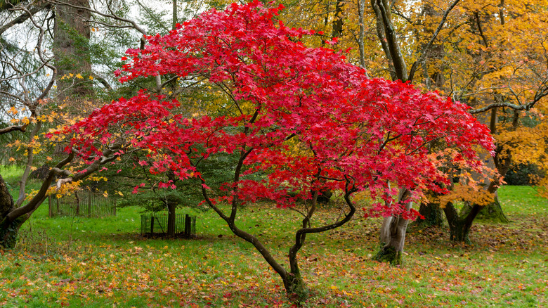 japanese maple in a landscape