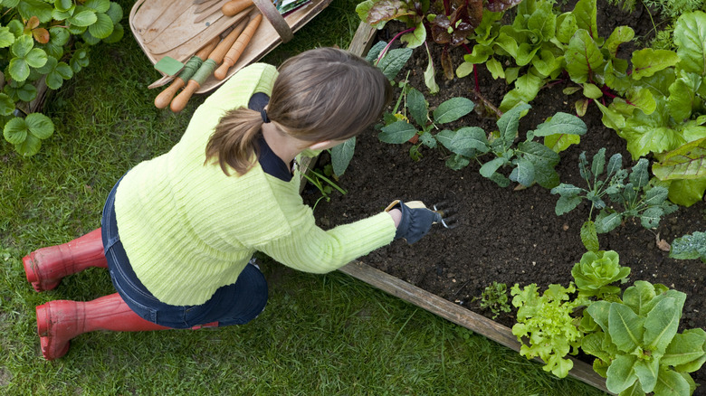 woman weeding a raised bed