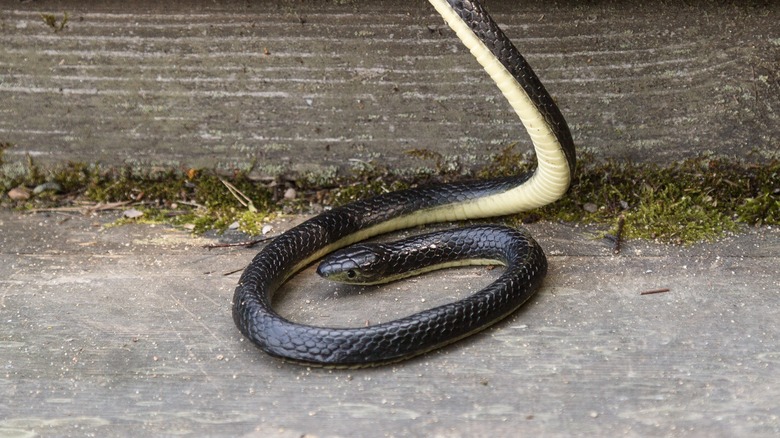 Snake on wooden stairs