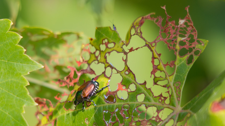 Japanese beetles eating plant leaf